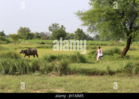 Indian farmer. India. Stock Photo