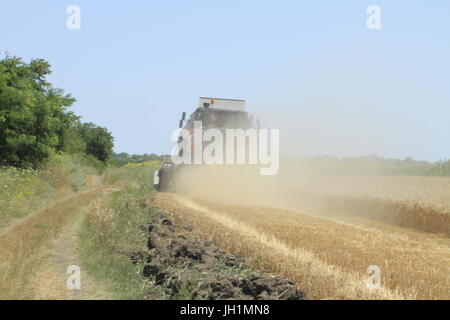combine harvester in the dust cutting corn. Stock Photo