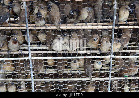 Buddhists believe that releasing birds back into the wild can help an individual to accrue merit. Vung Tau. Vietnam. Stock Photo