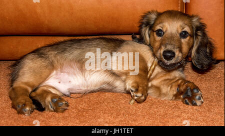 young dachund puppy Stock Photo