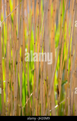 Reed lit by the sun with green shades in the back. Stock Photo