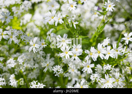 The adder's meat or greater stitchwort - Stellaria holostea. Stock Photo