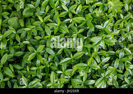Green leaf patterns. Stock Photo