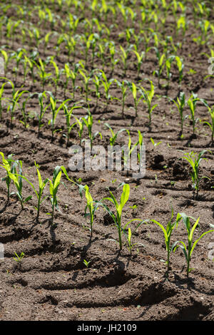 Young Corn or Maize plants growing in parallel rows in a cultivated agricultural field. Stock Photo