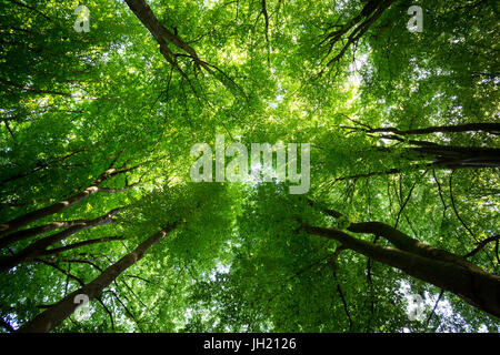 Canopy of a lush green forest seen from below. Stock Photo