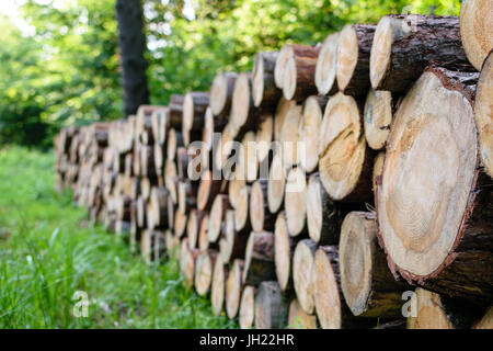 A big pile of wood in the forest on the background of green trees in a sunny day. Stock Photo