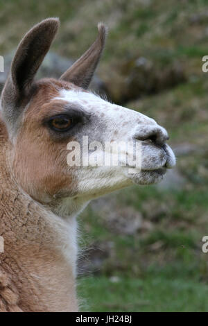 Merlet wildlife park.  Llama.  France. Stock Photo