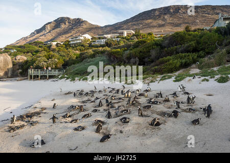 Mother and baby African penguin (jackass penguin) (Spheniscus demersus) colony, Boulders Beach, Cape of Good Hope, South Africa Stock Photo