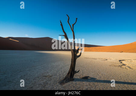 Deadvlei, an old dry lake in the Namib desert, Namibia, Africa Stock Photo