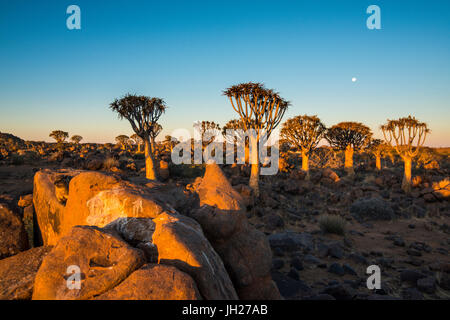 Quiver tree forest (Aloe dichotoma) at sunset, Gariganus farm, Keetmanshoop, Namibia, Africa Stock Photo