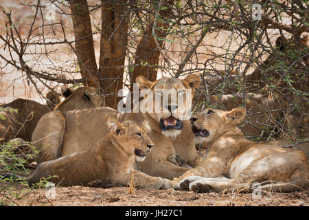 Lion (Panthera leo), Uganda, Africa Stock Photo
