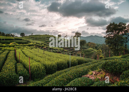 Longjing Tea fields in the hills near West Lake, Hangzhou, Zhejiang, China, Asia Stock Photo