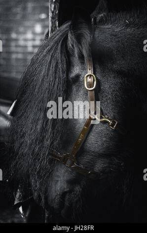 An isolated shot of a horse in black and white Stock Photo