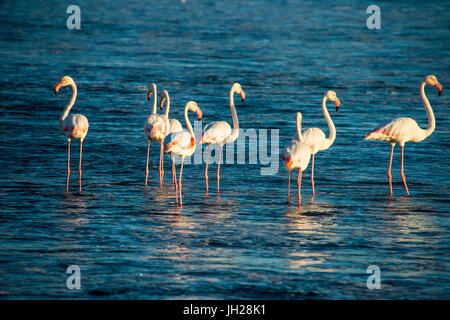 Flamingos in the water (Phoenicopteridae), Luderitz, Namibia, Africa Stock Photo
