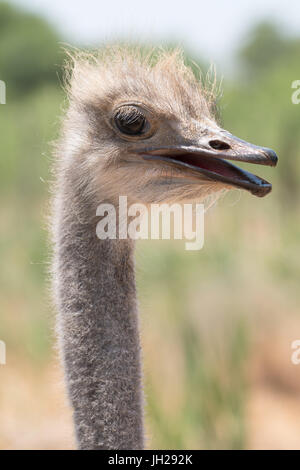 Ostrich in Ostrich Safari Park, Oudsthoorn, South Africa, Africa Stock Photo