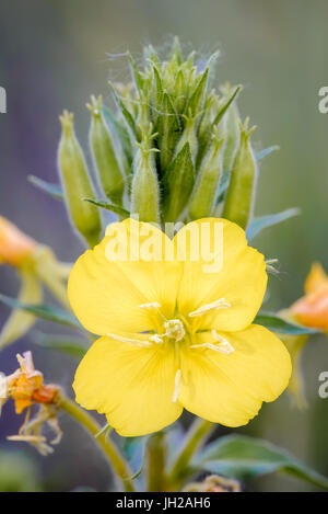 Open yellow Oenothera Biennis flower, also known as common evening-primrose, evening primerose, evening star and sun drop. The flowers open at evening Stock Photo