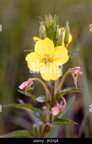Open yellow Oenothera Biennis flower, also known as common evening-primrose, evening primerose, evening star and sun drop. The flowers open at evening Stock Photo