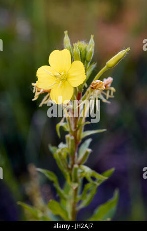Open yellow Oenothera Biennis flower, also known as common evening-primrose, evening primerose, evening star and sun drop. The flowers open at evening Stock Photo