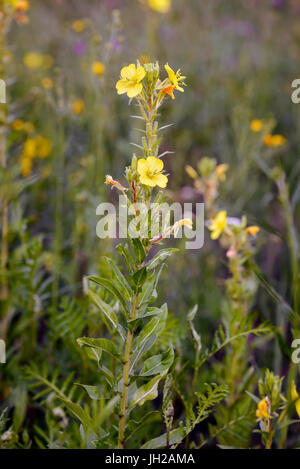 Open yellow Oenothera Biennis flower, also known as common evening-primrose, evening primerose, evening star and sun drop. The flowers open at evening Stock Photo