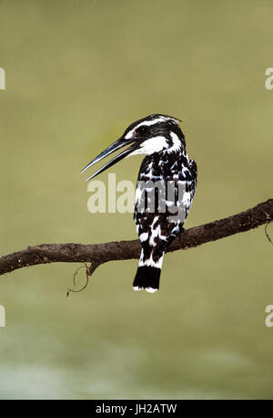 Pied Kingfisher or Water Kingfisher (Ceryle rudis), Keoladeo Ghana National Park, Bharatpur, Rajsthan, India Stock Photo