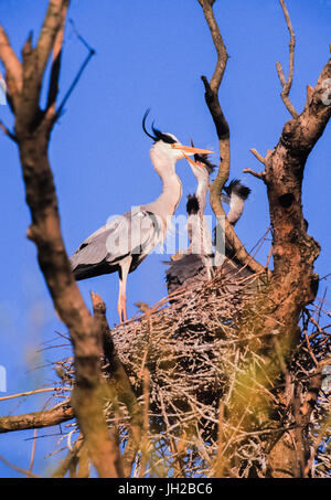 Grey Heron, (Ardea cinerea), adult bird feeds juvenile in nest, Regents Park, London, United Kingdom Stock Photo