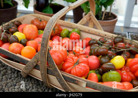 Trug filled with different varieties of tomatoes Stock Photo