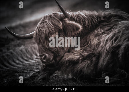 Male Highland cow sleeping. A big dark brown highland cow is laid on the ground in the tractor ruts having a sleep. Stock Photo