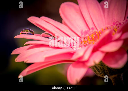 A pink Gerbera flower with a yellow centre has three water droplets on one of the petals, this has a reflection of the flower upside-down Stock Photo
