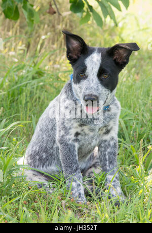 Texas Heeler puppy sitting in the shade of a tree looking to the left of the viewer Stock Photo