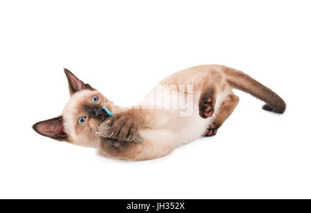 Siamese kitten in action, playing with a toy mouse, on white background Stock Photo