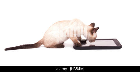 Side view of a Siamese kitten with his paws on a tablet computer, on white background Stock Photo