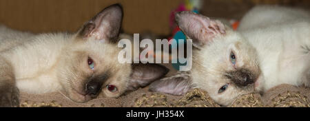 Two cute Siamese kittens resting on a blanket, looking at the viewer Stock Photo