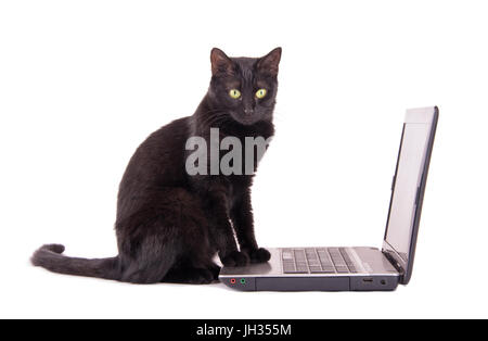 Black cat with a contemplating look on her face sitting with her front paws on top of a laptop computer, on white background Stock Photo