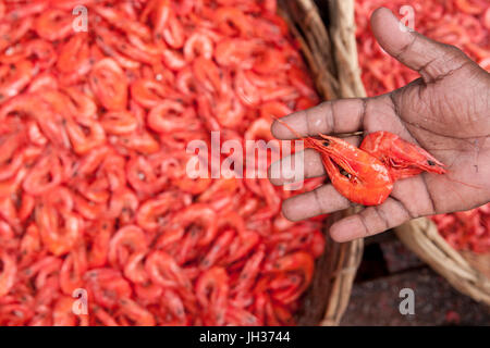 Dried and salted prawns in wicker baskets at the main market in Colombo, capital of Sri Lanka Stock Photo