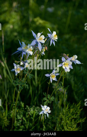 Blue Columbine (Aquilegia coerulea), the Colorado state flower, in the Flat Tops Wilderness of northwest Colorado. Stock Photo