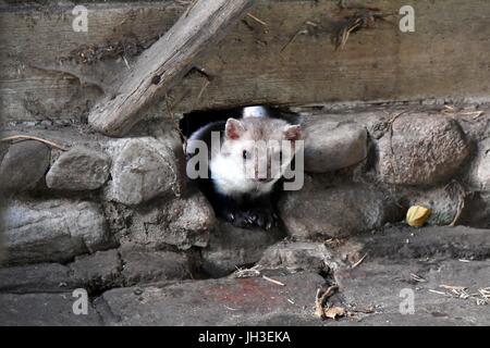 Stone marten | usage worldwide Stock Photo