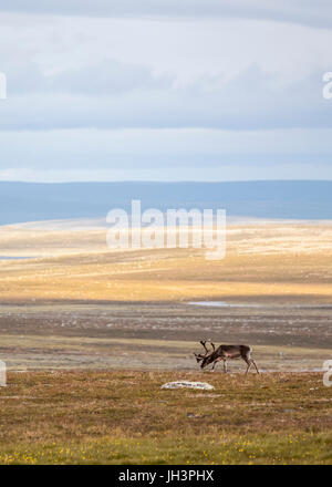 Reindeer grazing in Lapland Stock Photo