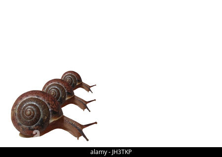 Three snails crawling in the lower left corner, on a white background Stock Photo
