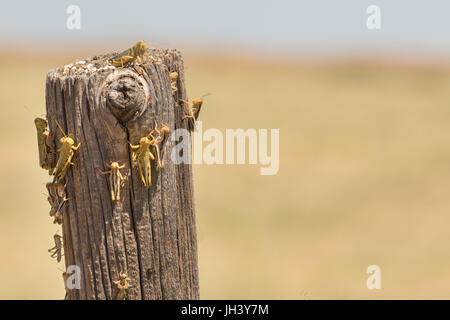 Grasshoppers during a drought in Southeast Colorado. It was so hot they were looking for any shade they could find. Stock Photo