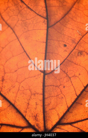 Macro texture of autumn maple leaf  in vertical frame Stock Photo