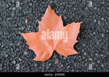 Fallen autumn brown maple leaf on road Stock Photo