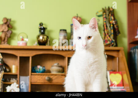 Cat with heterochromia iridum is sitting on the desk, and looking in front of it. Stock Photo