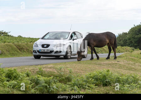 Car passing a Dartmoor wild pony in the National Park. Devon England UK Stock Photo