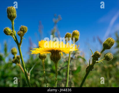 Hairy cat's ear plant flower and buds Stock Photo