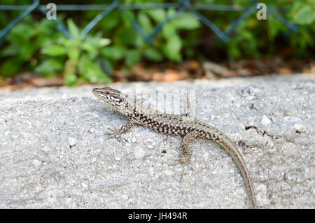 Small lizard that takes the sun on a low wall in the city of Limone in Italy Stock Photo
