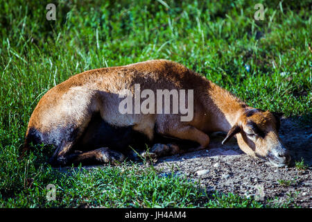 Female of Cameroon Sheep (Ovis Aries) resting on the ground. Stock Photo