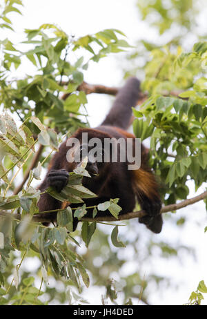 Costa Rican Howler Monkey Stock Photo