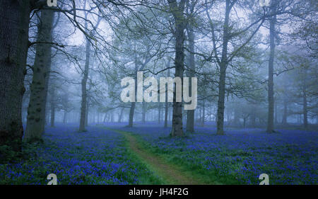 Bluebells in the mist Stock Photo