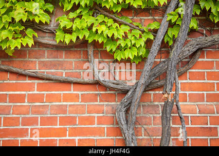Vine growing on an old brick wall. Stock Photo