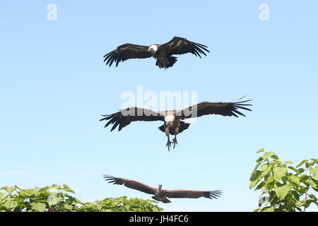 Three approaching African Rüppell's Griffon Vultures (Gyps rueppellii) in flight, about to touch down. Stock Photo